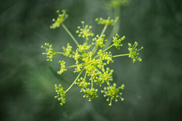 Macro Flowers