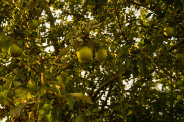 green apple on tree