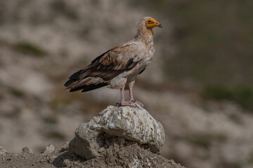 Egyptian Vulture, (Neophron percnopterus) perched on a rock.