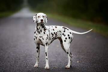 Dalmatian on a forest road