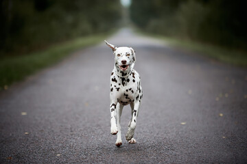 Dalmatian on a forest road