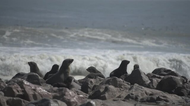 Fur seals colony at the Cape Cross in Atlantic ocean coast