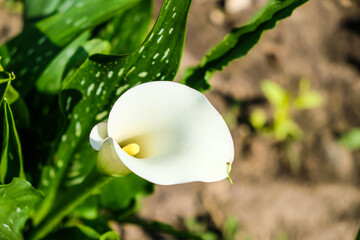 Close up of colorful flowering Calla lily, Zantedeschia aethiopica. Defocused