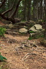 Hiking trail in the forest. Woods in Cairngorms, Aberdeenshire, Scotland, UK