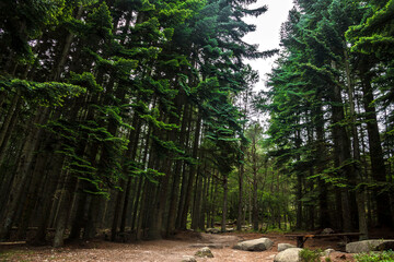 Hiking trail in the forest. Woods in Cairngorms, Aberdeenshire, Scotland, UK