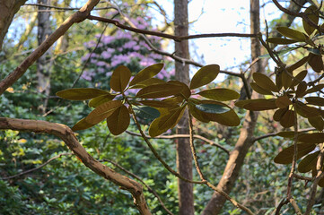 Beautiful closeup bottom view of amazing dark brown leaves of wild rhododendron blooming trees in Howth Rhododendron Gardens, Dublin, Ireland. Soft and selective focus. Ireland wildflowers