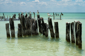 Gaviotas sobre palos verticales dentro de una playa turquesa del caribe