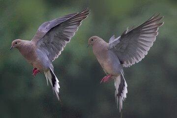 Mourning doves in low light in late evening flocking around bird feeder and attempting to land on it. Family group of three doves altogether
