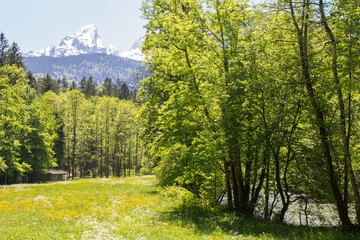 Bergwiese im Berchtesgadener Land