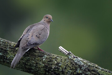 Mourning doves in low light in late evening flocking around bird feeder and attempting to land on it. Family group of three doves altogether
