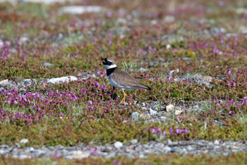 Common ringrd plover in the last snow in his breeding habitat Flatruet Sweden.