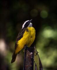 yellow wagtail on a branch