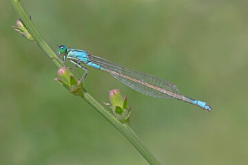 close up of common blue damselfly sitting on plant