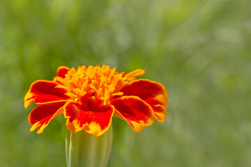 close up of marigold flower