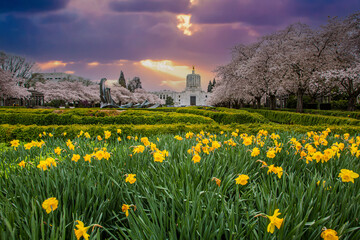 The Oregon State capitol building at sunset with flowering cherry trees and doffodils blooming,...