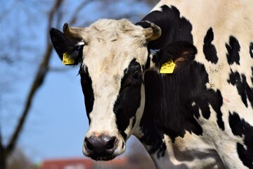 Portrait of the head of a black and white cow against a blue sky with trees