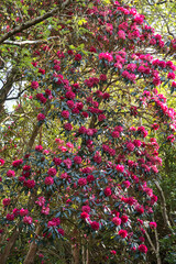 Beautiful closeup view of spring pink wild rhododendron blooming flowering tree with dark green leaves in Howth Rhododendron Gardens, Dublin, Ireland. Soft and selective focus. Ireland wildflowers