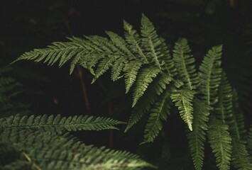 Fototapeta na wymiar a fern in the mountain forests of the Southern Urals
