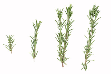 A few branches of fresh green rosemary. Isolated on a white background. High quality photo
