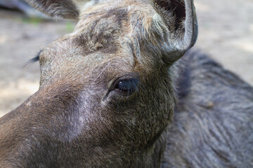 Muzzle of a moose with a sad expression of eyes in brown wool close-up