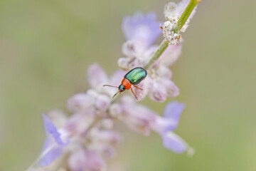 green leaf beetle sitting on violet flowering plant