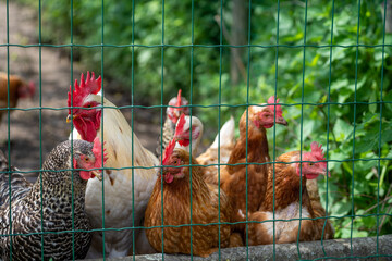 Chickens behind a fence looking at the camera with beautifull colours and a male cock and some hens