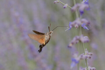 hawk moth flying at violet flowering plant in garden