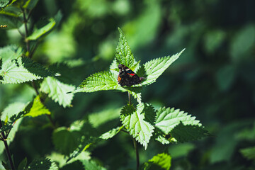 Butterfly on a plant