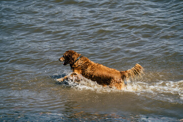 Brown golden retriever dog in the sea playing on a sunny day
