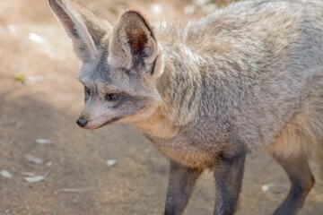 Side view of a bat-eared fox