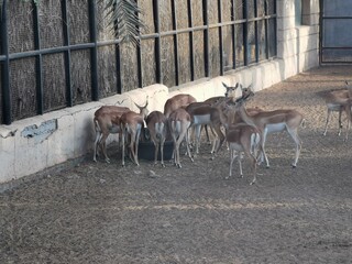 Group of Gazelles in the zoo, Abu Dhabi, UAE. 