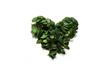Obraz na płótnie Canvas heart shaped green leaves