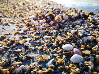 Background different shells from the Baltic sea on the coast in Latvia 