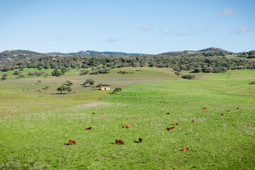 Paisaje de un prado con pastoreo de ganado y una casita en ruinas, en el término municipal de Alcalá de los Gazules, provincia de Cádiz, España.