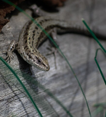 lizard on a stone