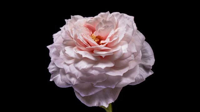 Beautiful opening pink rose on black background, close-up. Wedding, Valentines Day, Mothers Day concept. Holiday, love, birthday design backdrop