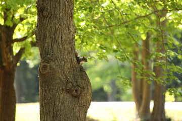Cute squirrel looking out from old knotted tree in park forest