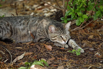 Prone cat resting on dirt and leaves in backyard