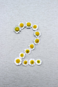Number 2 of the daisy flower on a gray background. Vertical photo