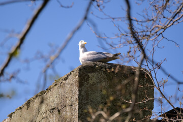 Beautiful bright view of single large common sea gull (Larus canus) sitting and resting on concrete building seen through tree branch near lake in Howth, Dublin, Ireland. Soft and selective focus