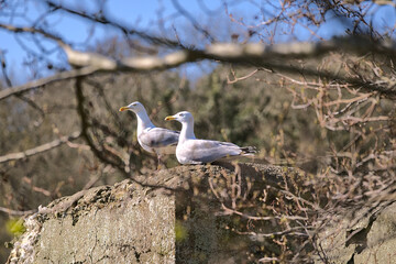 Beautiful bright view of couple of large common sea gulls (Larus canus) sitting and resting on concrete building seen through tree branch near lake in Howth, Dublin, Ireland. Soft and selective focus