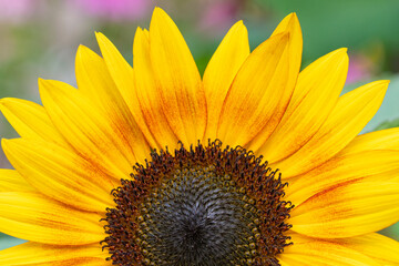 Naklejka premium Close up of the center of a sunflower in a garden