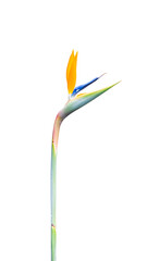 brightly colored long stem bird of paradise flower closeup cutout isolated on a white background