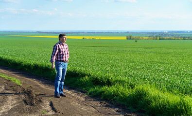 a man as a farmer walking along the field, dressed in a plaid shirt and jeans, checks and inspects young sprouts crops of wheat, barley or rye, or other cereals, a concept of agriculture and agronomy