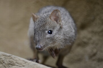 Naklejka premium Bürstenschwanz-Rattenkänguru