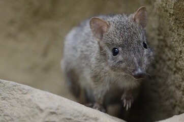 Naklejka premium Bürstenschwanz-Rattenkänguru