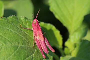 Small red grasshopper resting on a green leaf. Selective focus.