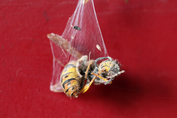 A dead wasp hangs in a spider web.