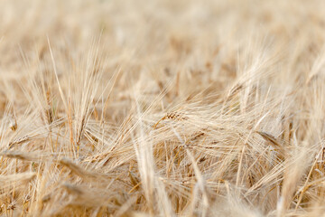 Ears of ripe wheat close up. Wheat field. Beautiful Nature Sunset Landscape. Rural landscapes in bright sunlight.