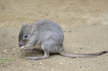 Bürstenschwanz-Rattenkänguru